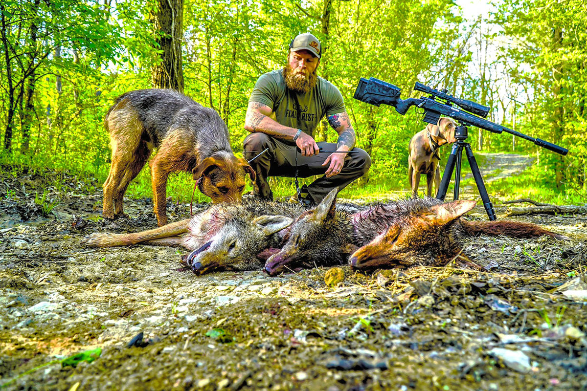 Summer Coyote Hunting Tips